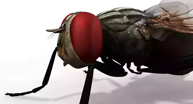 housefly 3d model fly 3D model