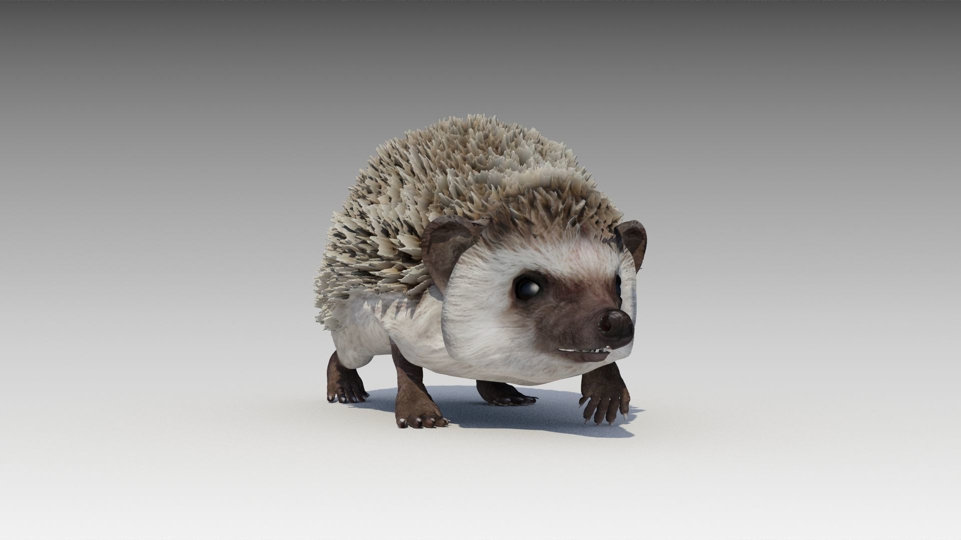 Hedgehog Animated Low-poly 3D model_7