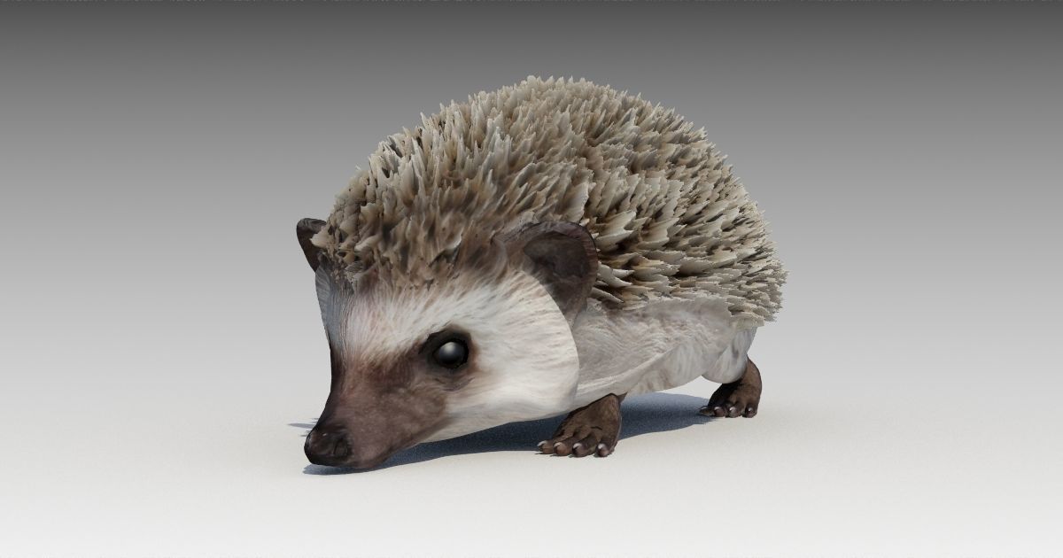 Hedgehog Animated Low-poly 3D model_10