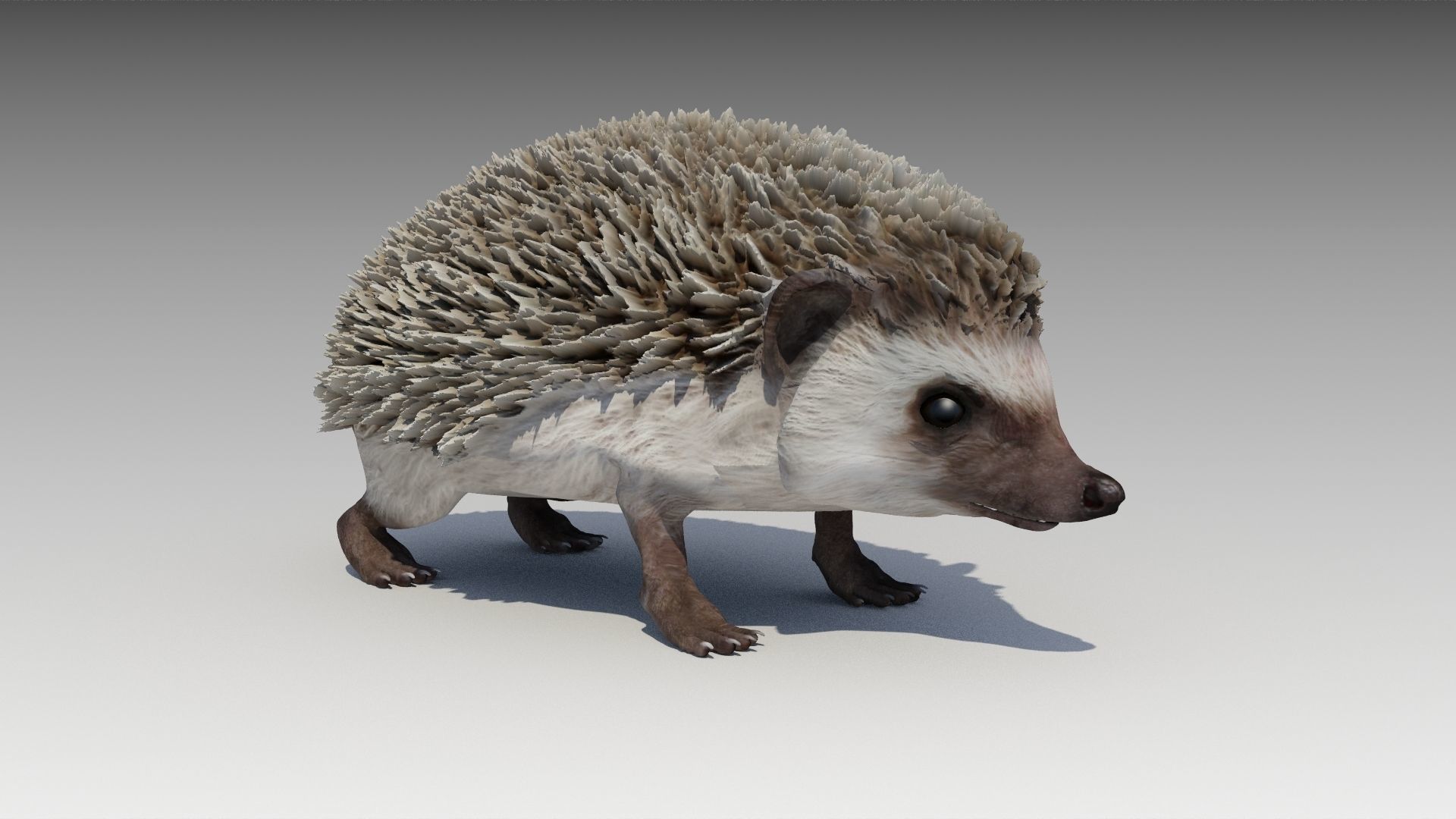 Hedgehog Animated Low-poly 3D model_2