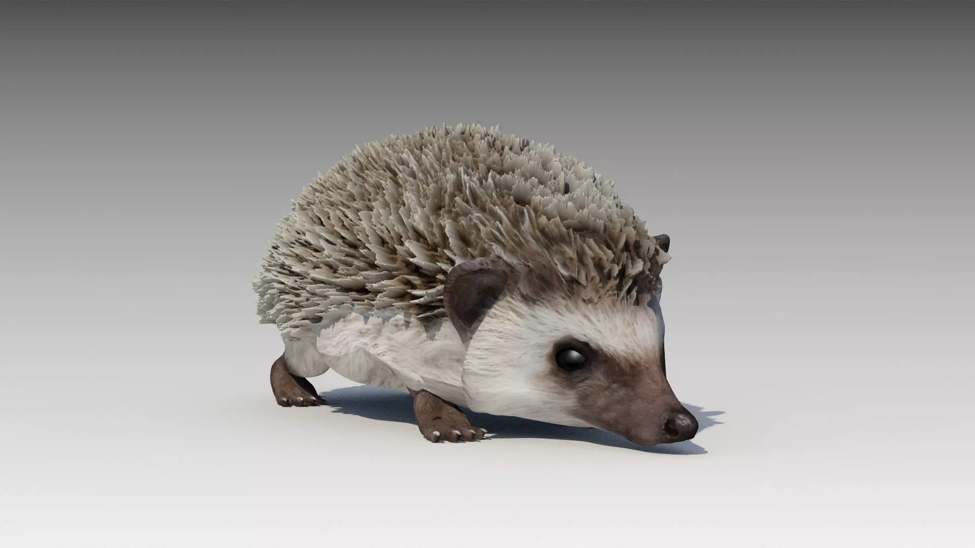 Hedgehog Animated Low-poly 3D model_0