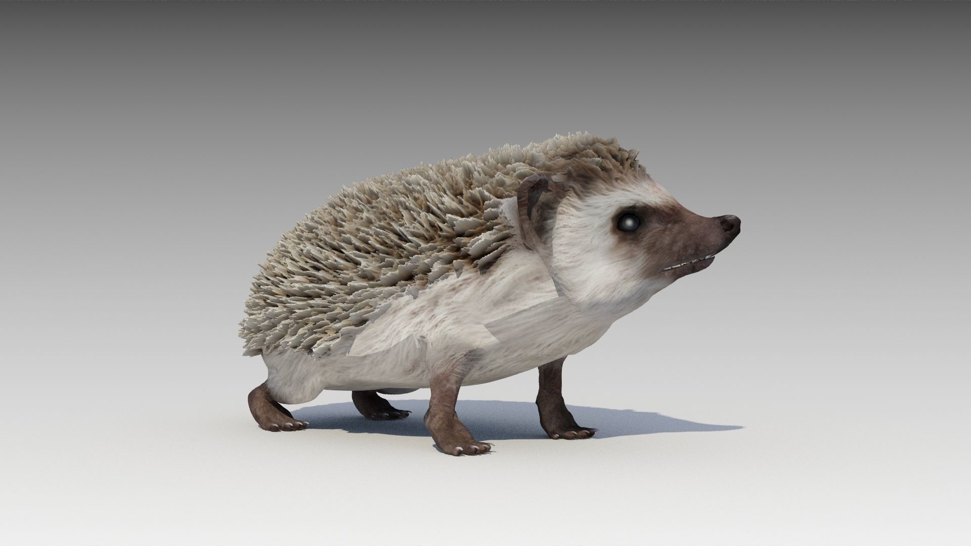 Hedgehog Animated Low-poly 3D model_6