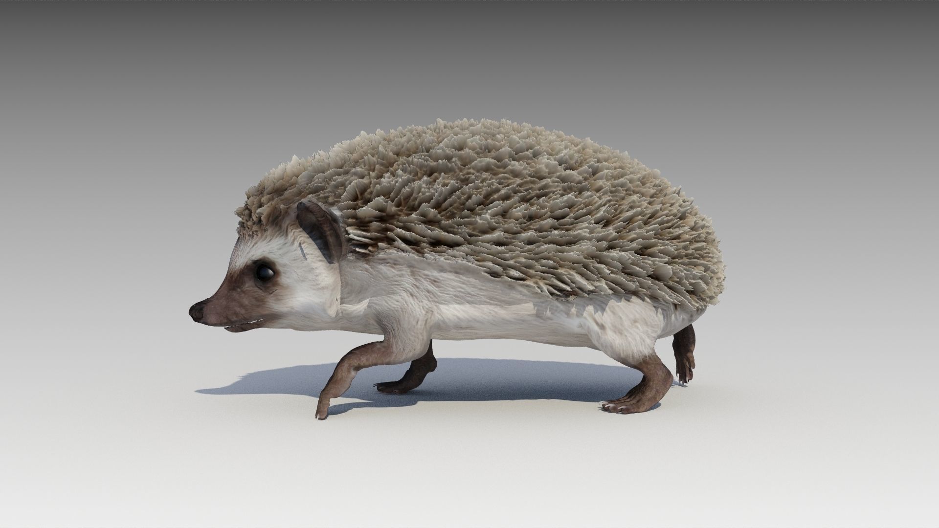 Hedgehog Animated Low-poly 3D model_4