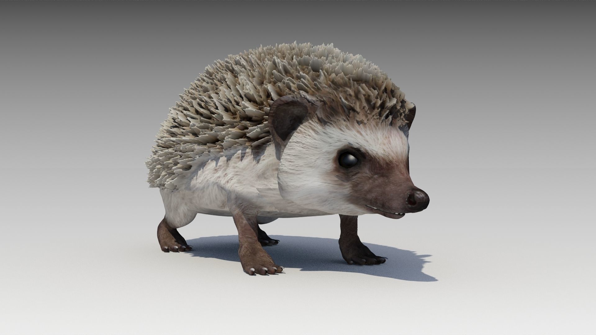 Hedgehog Animated Low-poly 3D model_9