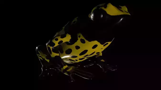 Poison Dart Frog Three colours 3D model
