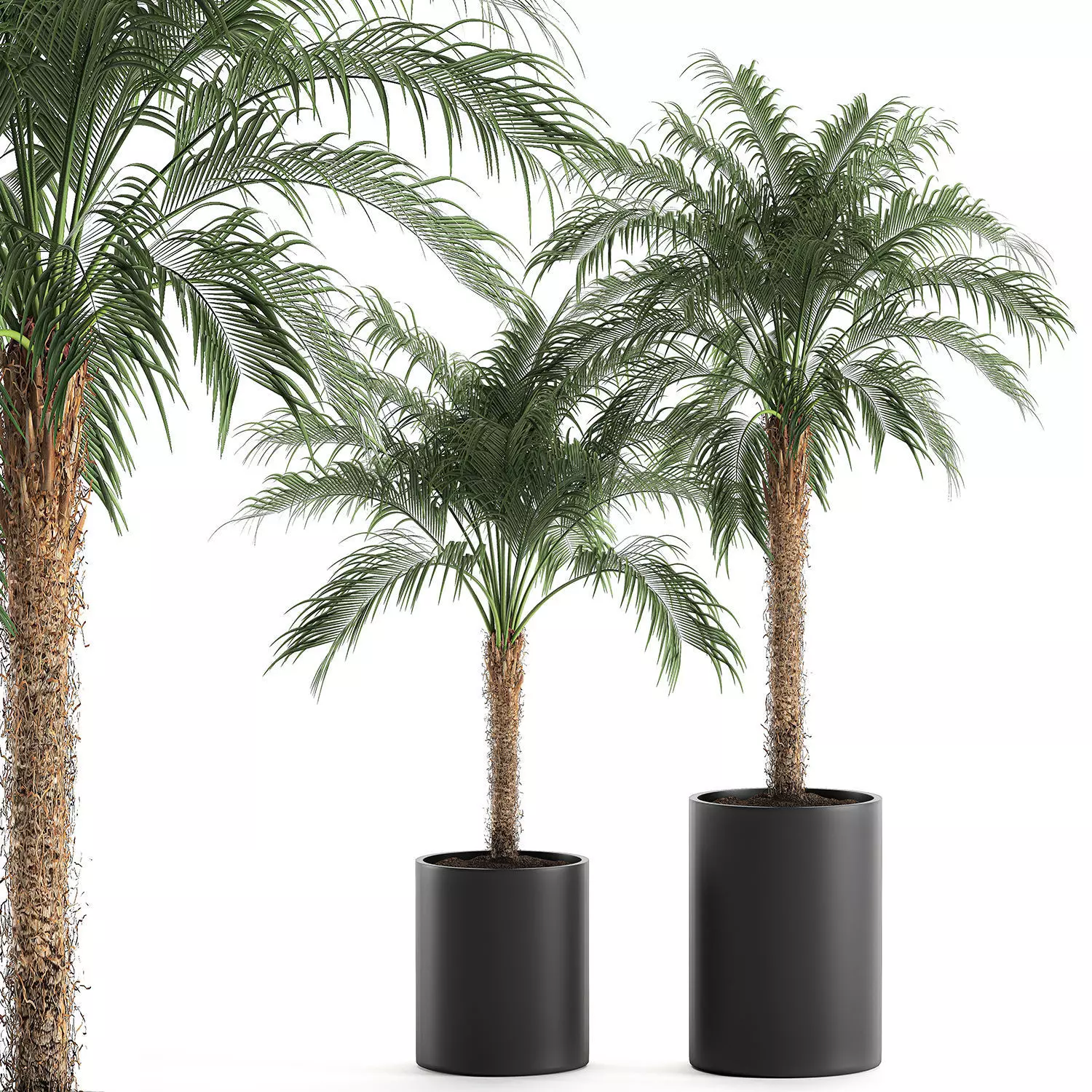Decorative Phoenix roebelenii palm in a black flowerpot 617 3D model