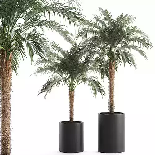 Decorative Phoenix roebelenii palm in a black flowerpot 617