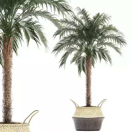 Decorative Phoenix roebelenii palm in a basket 618