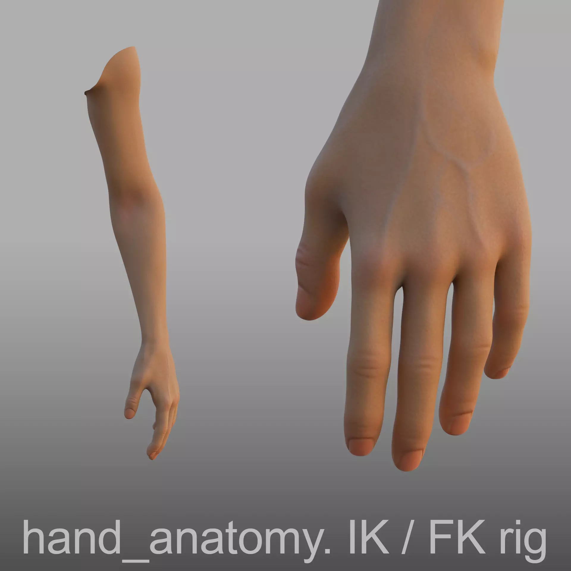 hand anatomy 3D model_0