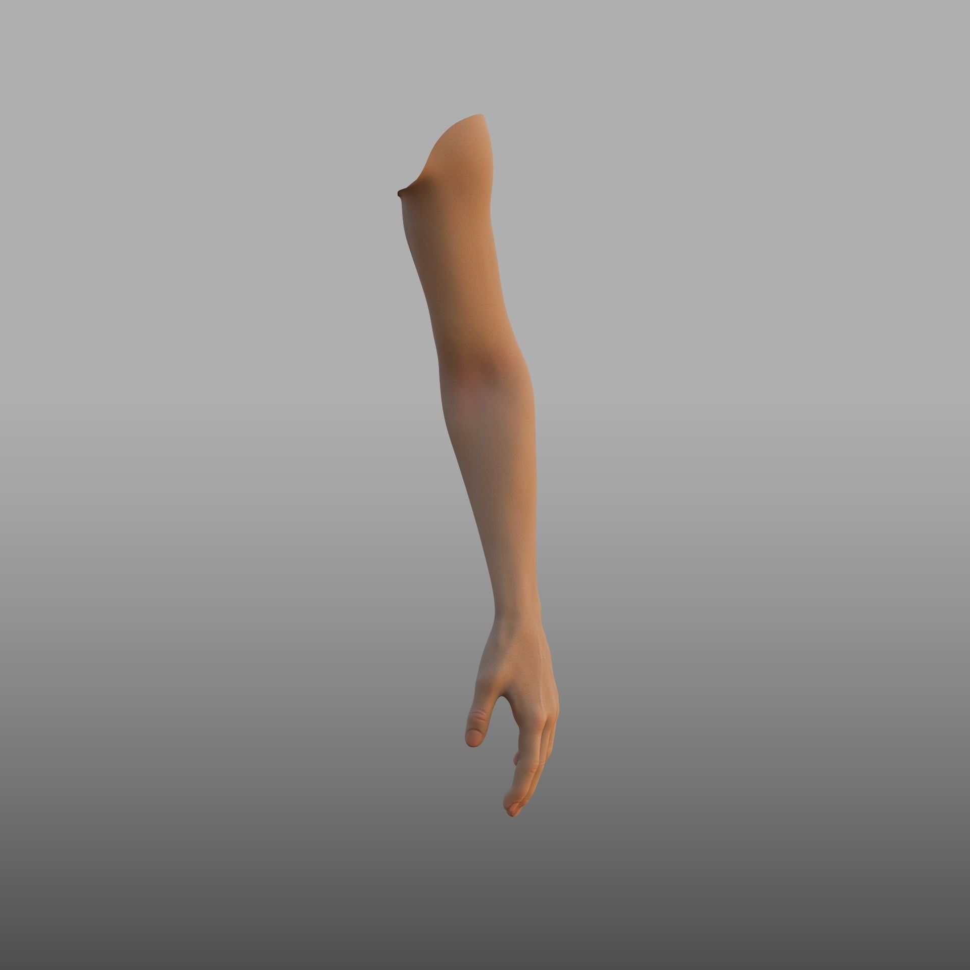 hand anatomy 3D model_3