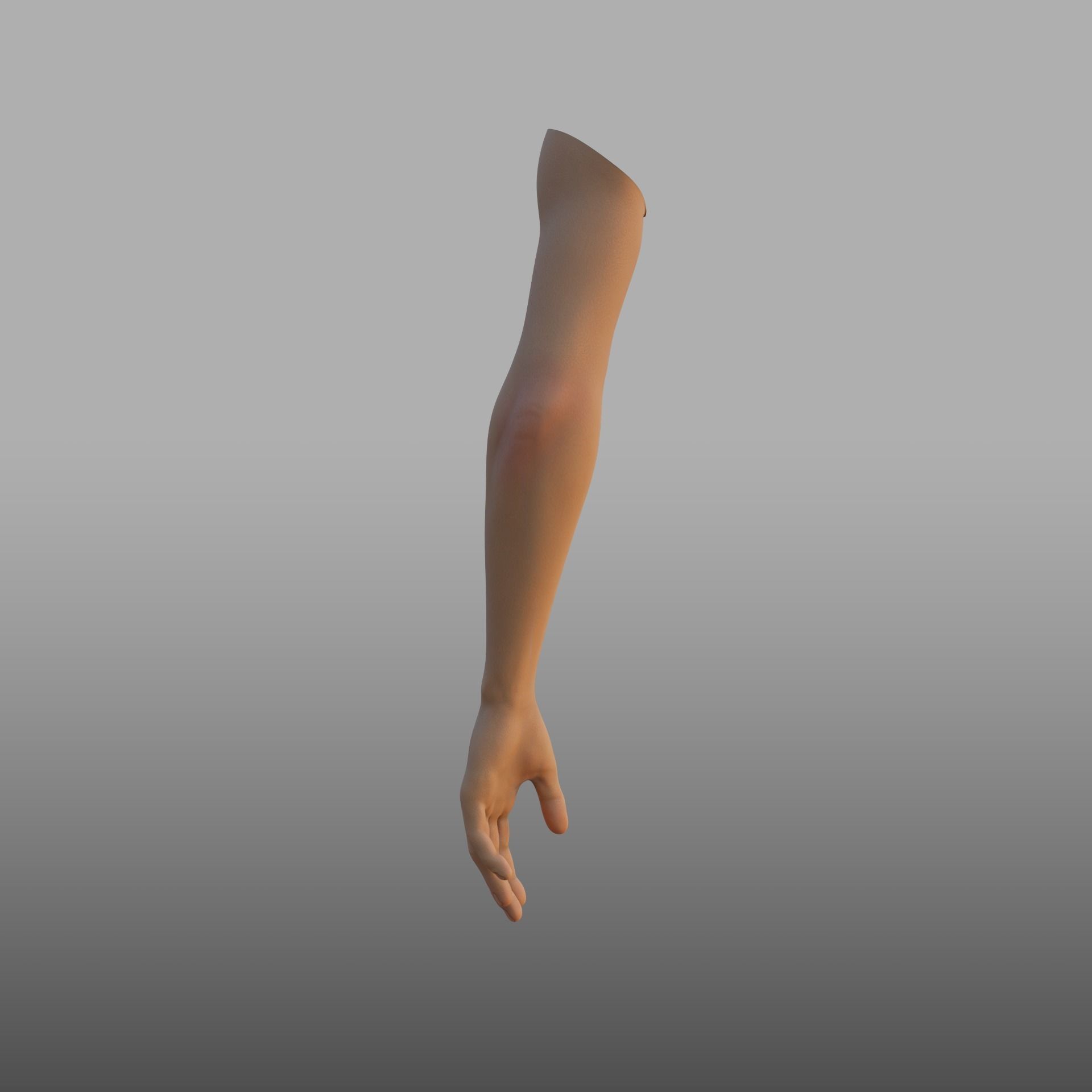 hand anatomy 3D model_5