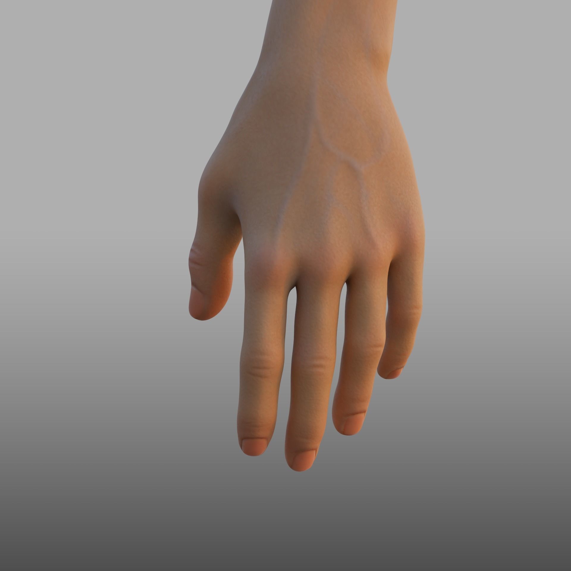 hand anatomy 3D model_9