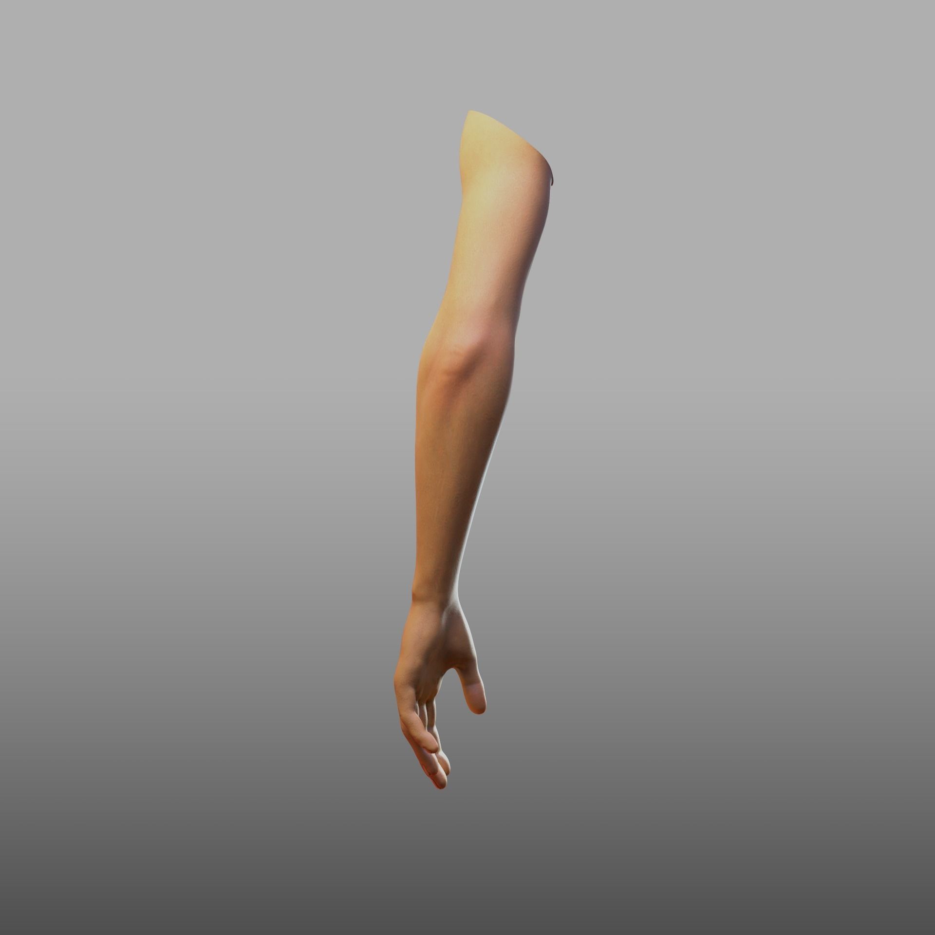 hand anatomy 3D model_13