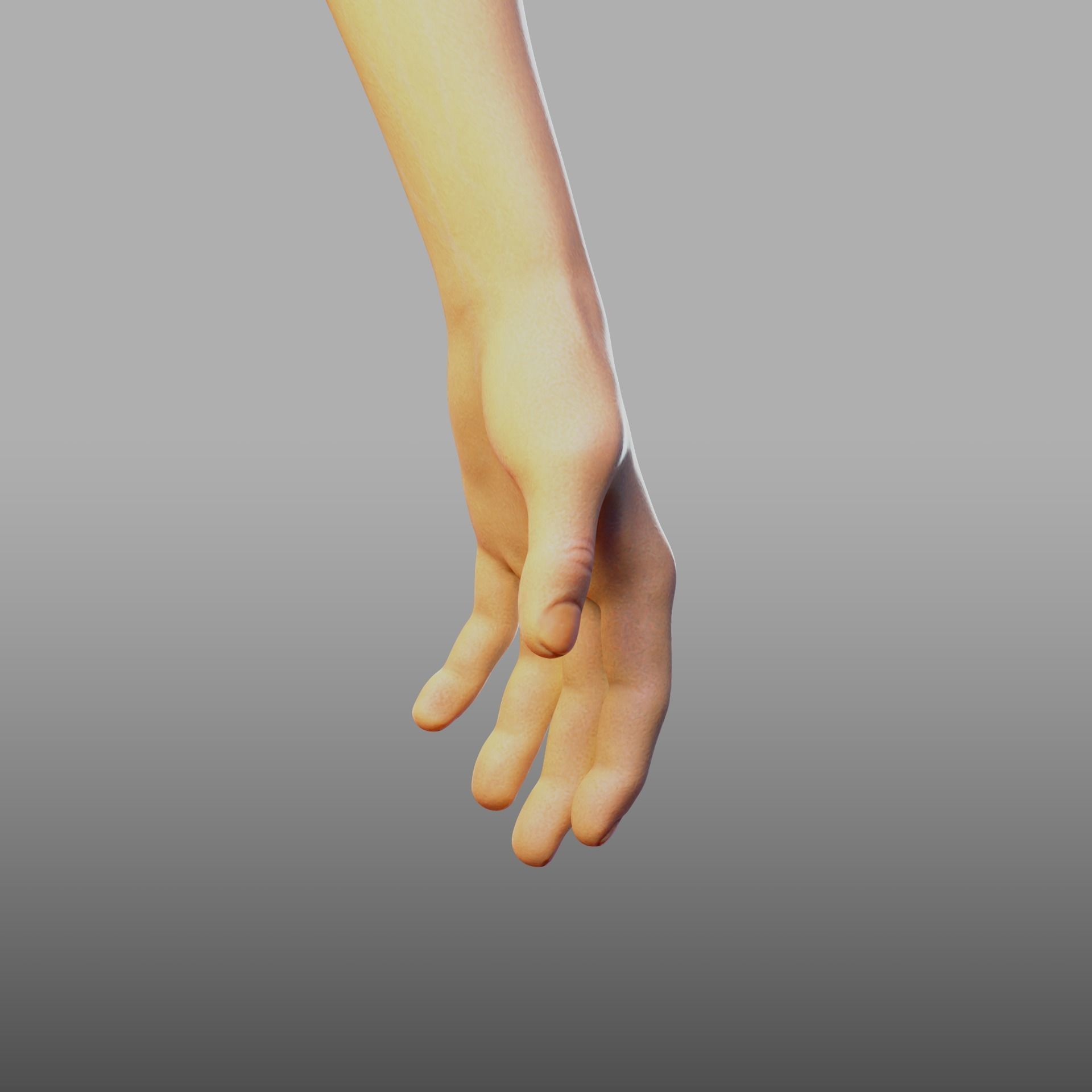 hand anatomy 3D model_15