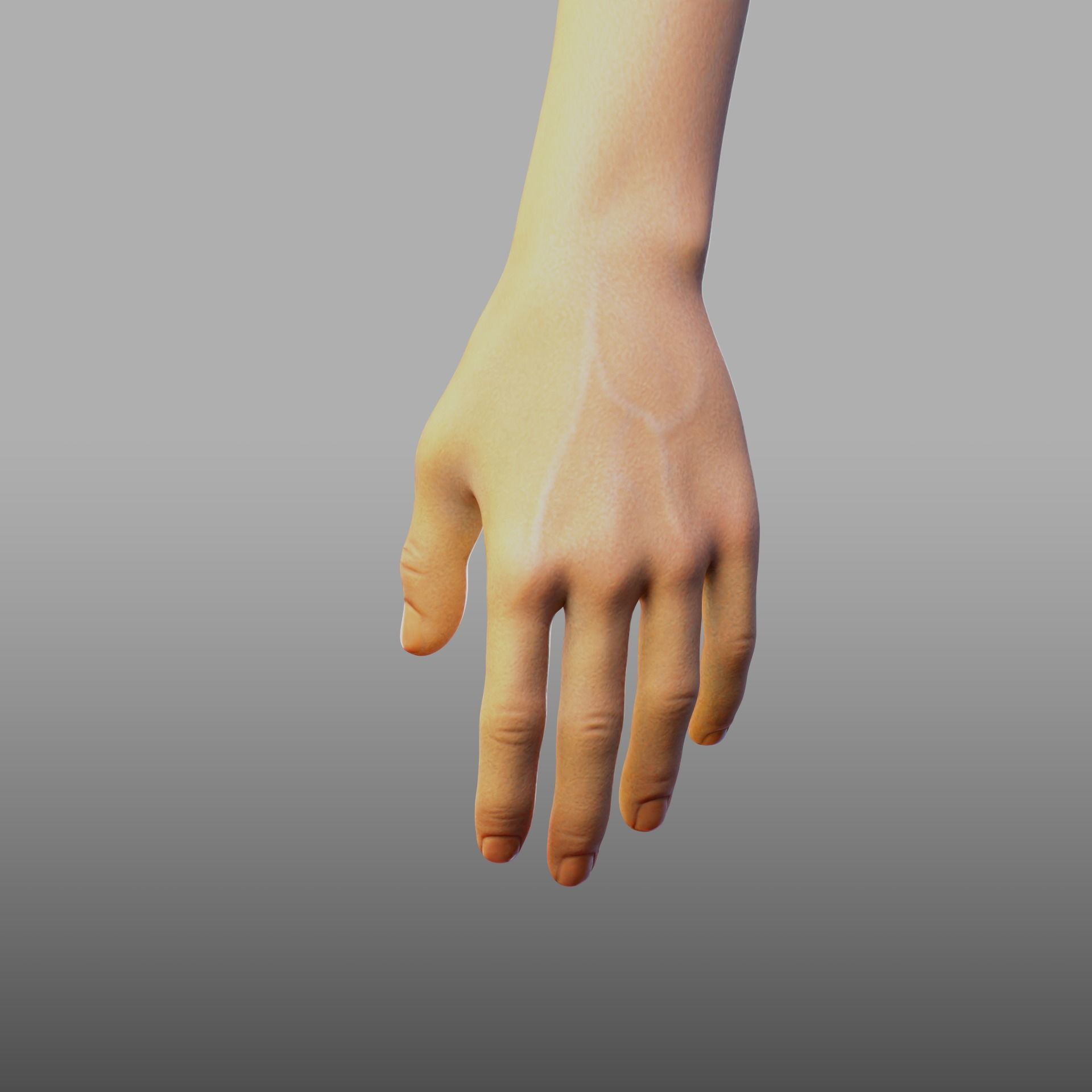 hand anatomy 3D model_17