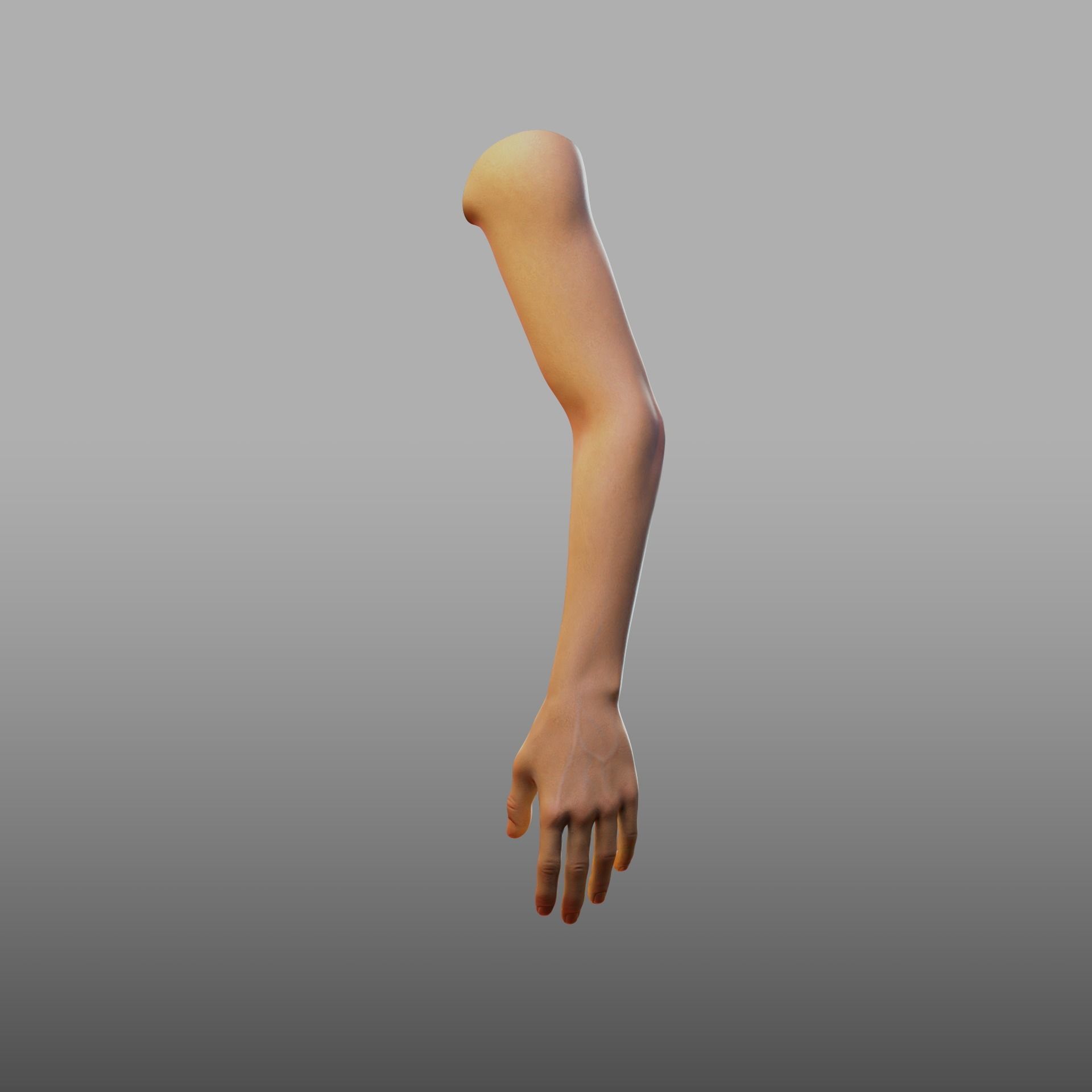 hand anatomy 3D model_12
