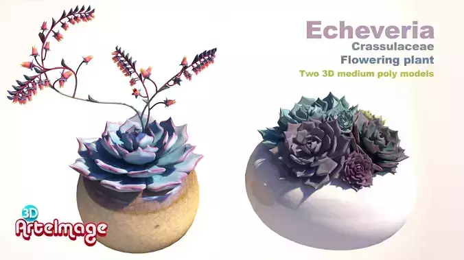 Echeveria Crassulaceae flowering plants 