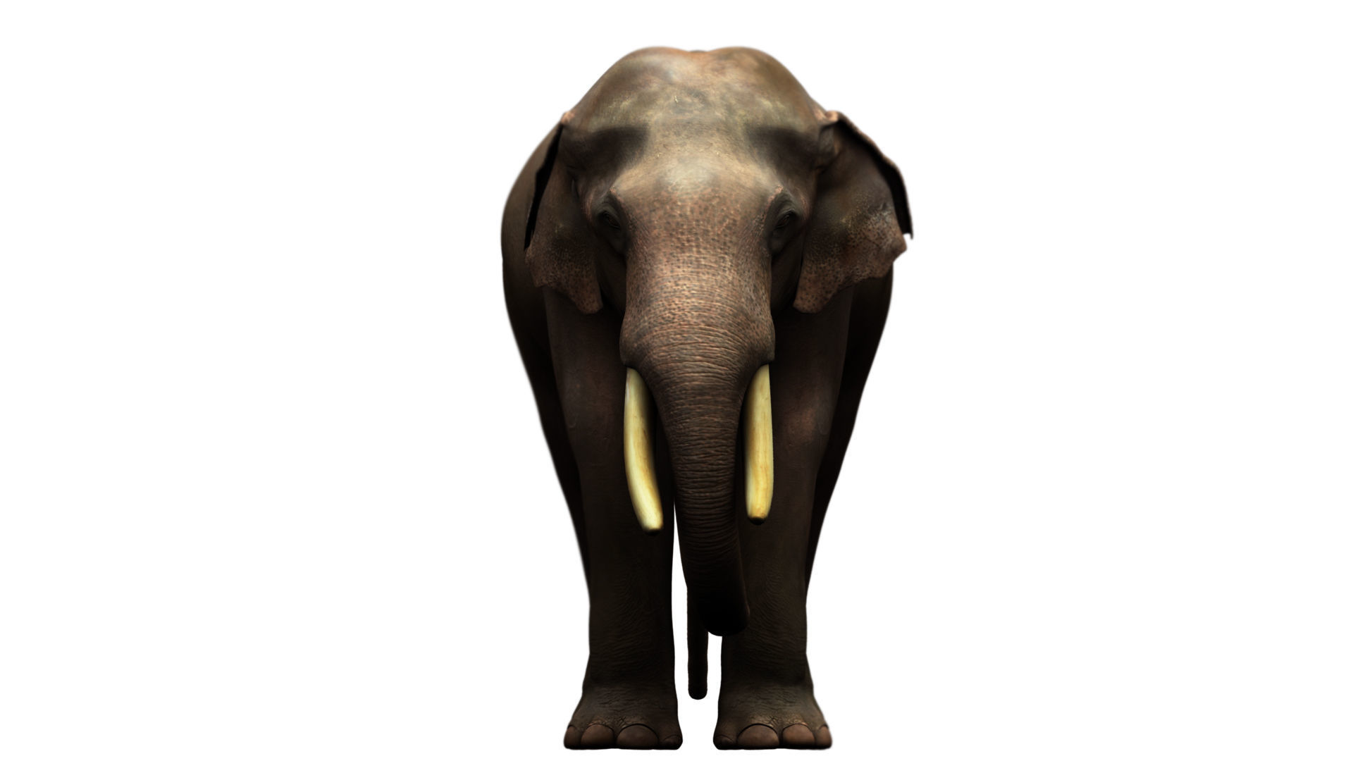 asian elephant 3d rig model 3D model_6