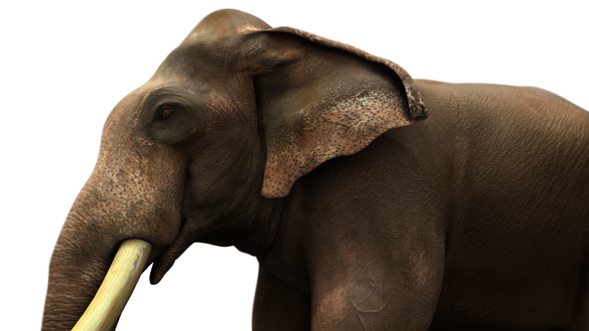 asian elephant 3d rig model 3D model_5