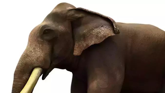 asian elephant 3d rig model 3D model