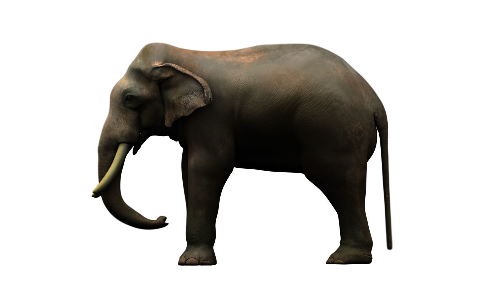 asian elephant 3d rig model 3D model_8