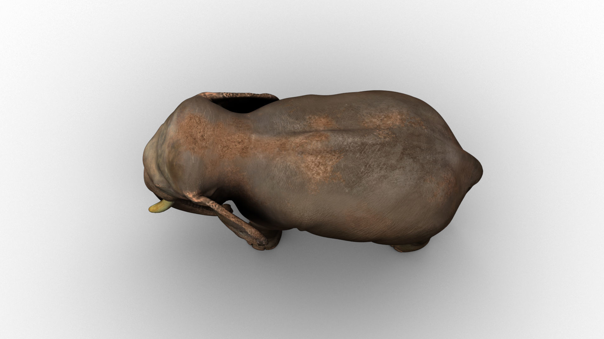 asian elephant 3d rig model 3D model_9