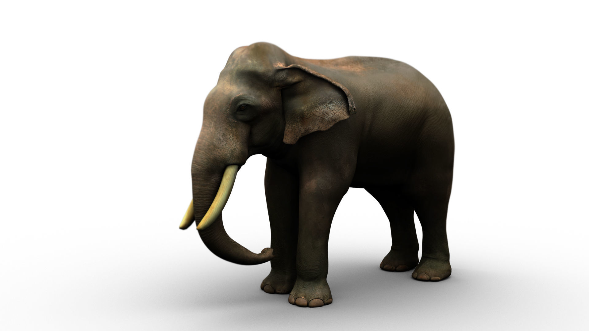 asian elephant 3d rig model 3D model_7