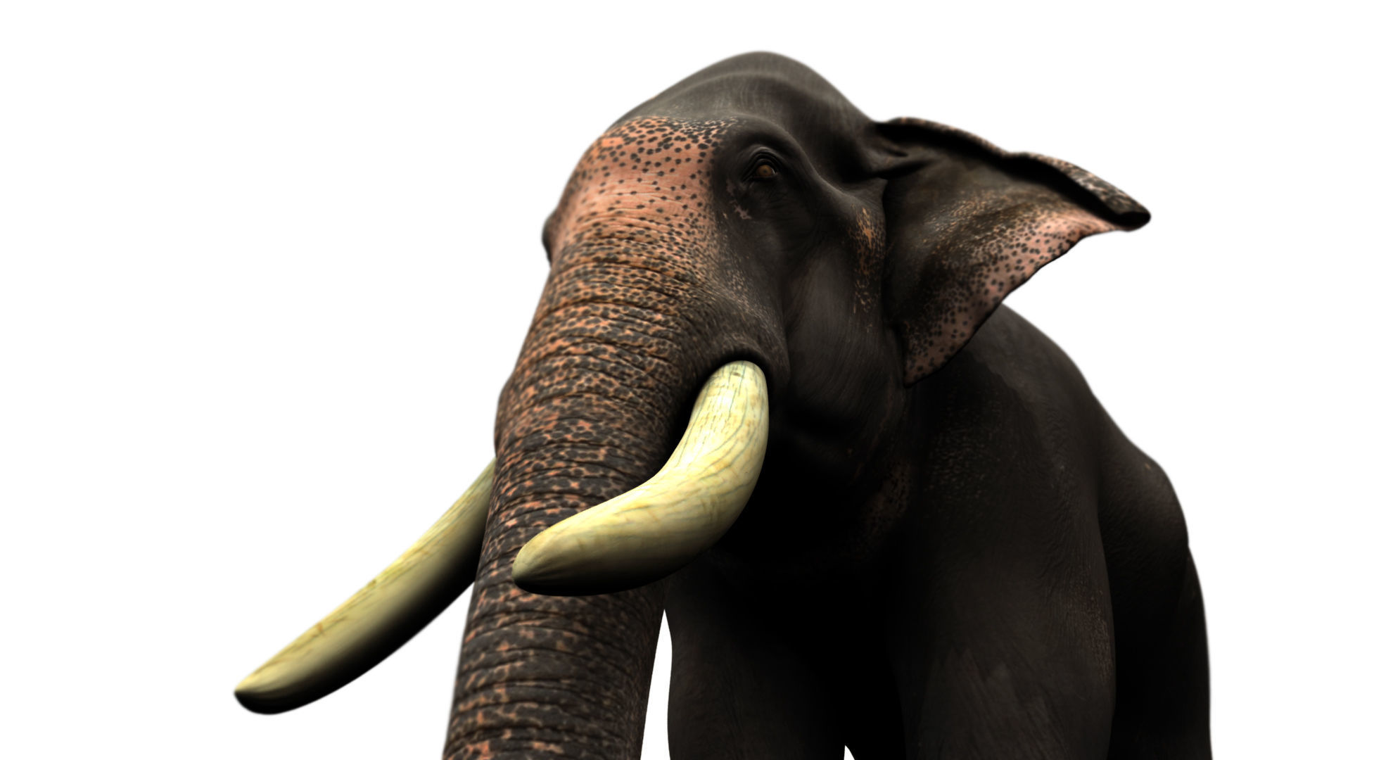 asian elephant 3d rig model 2 3D model_8