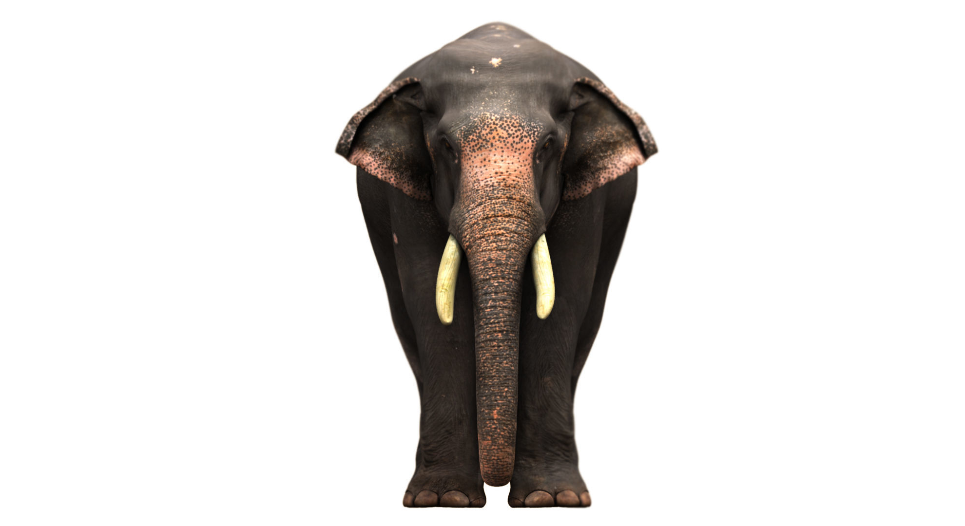 asian elephant 3d rig model 2 3D model_10