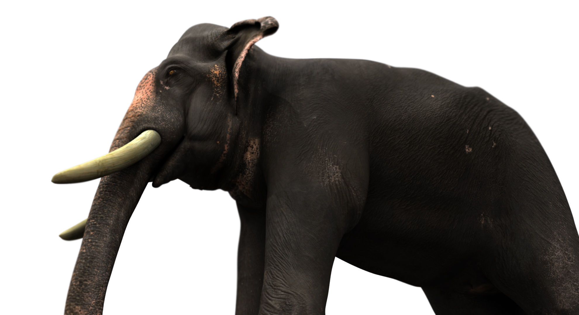 asian elephant 3d rig model 2 3D model_9