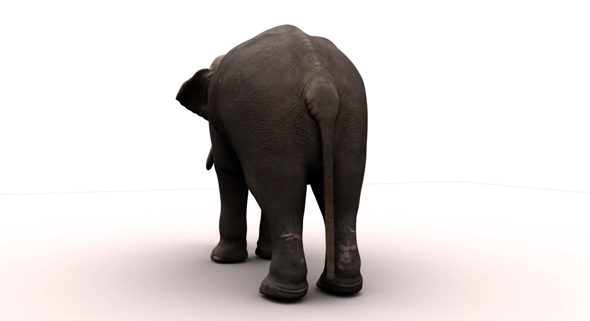 asian elephant 3d rig model 2 3D model_12