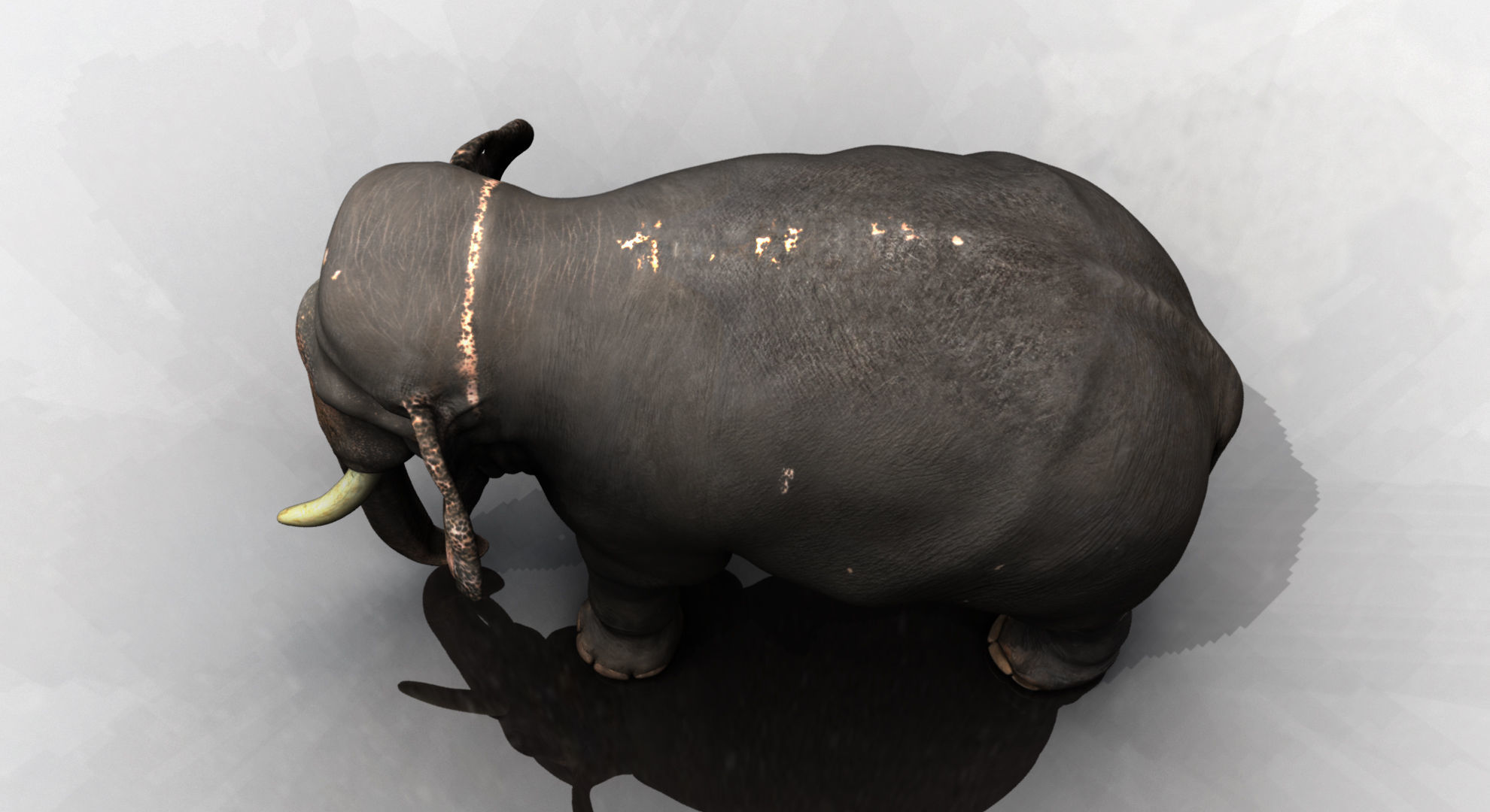 asian elephant 3d rig model 2 3D model_11