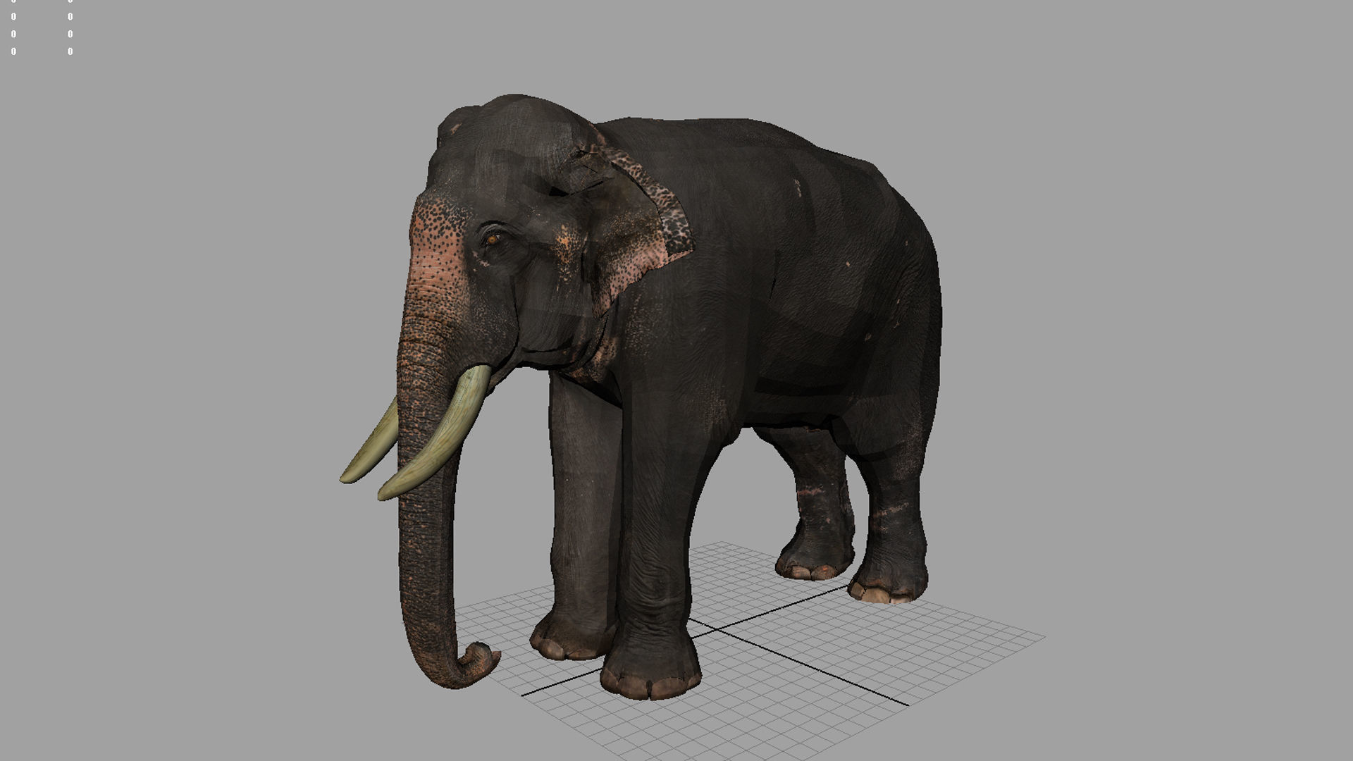 asian elephant 3d rig model 2 3D model_14