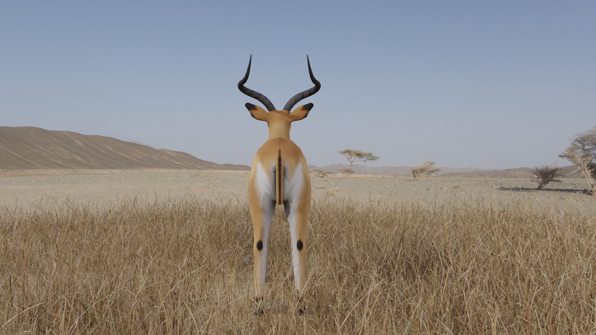 Gazelle antelope Low-poly 3D model_5