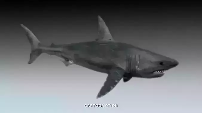 Great white shark Free low-poly 3D model