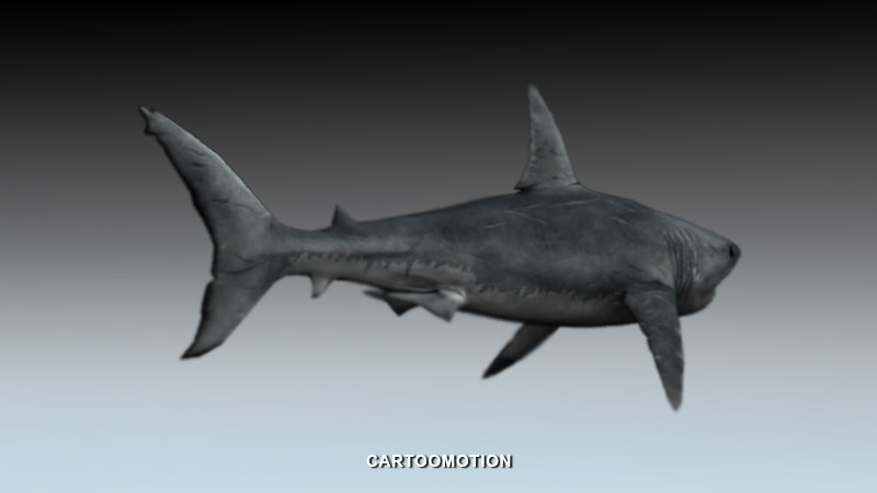 Great white shark Free low-poly 3D model_1