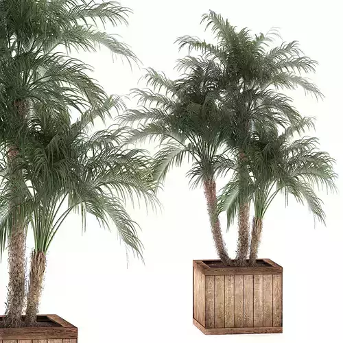 Decorative Phoenix roebelenii palm in a street flowerpot 621 3D model
