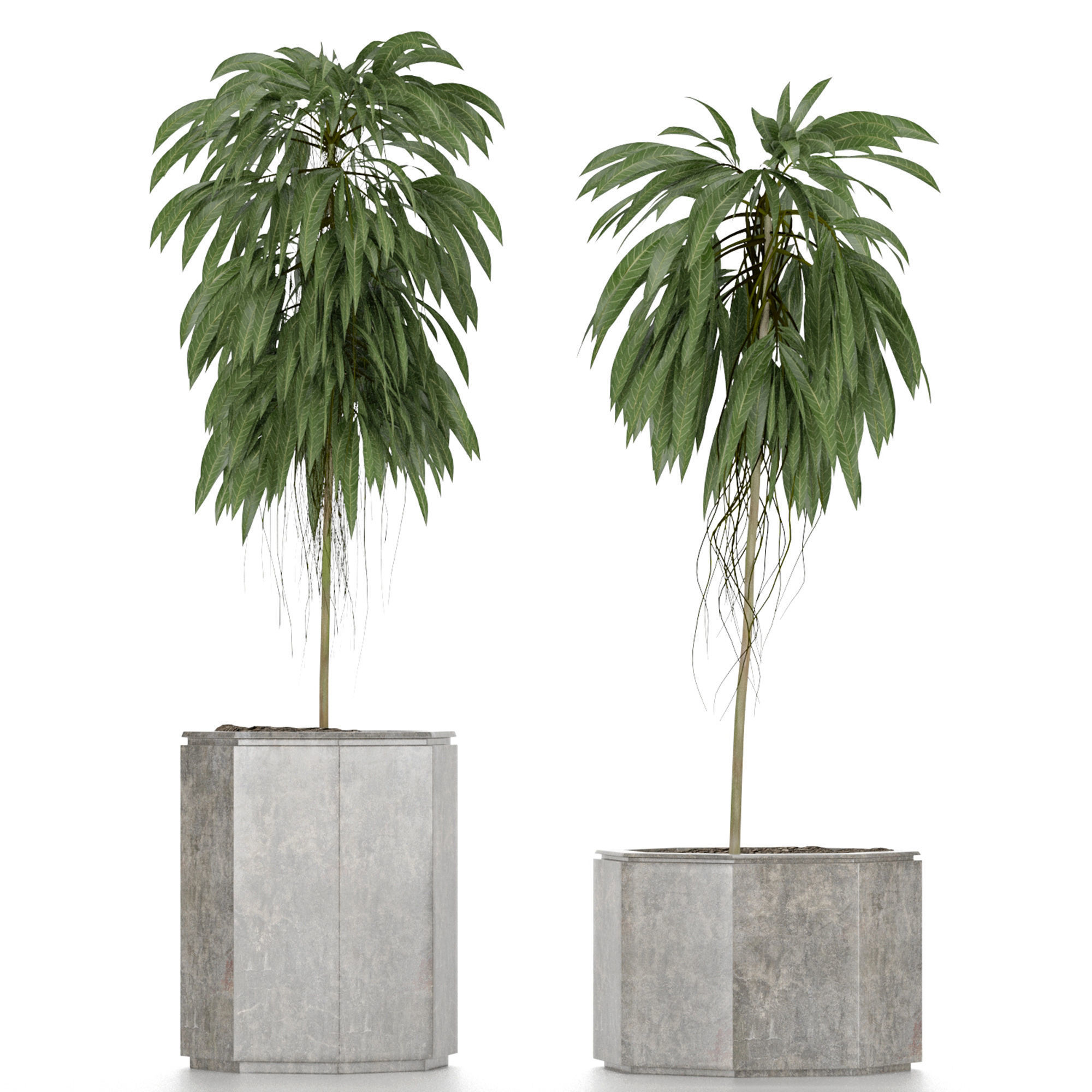 Plants Collection 08 3D model_3