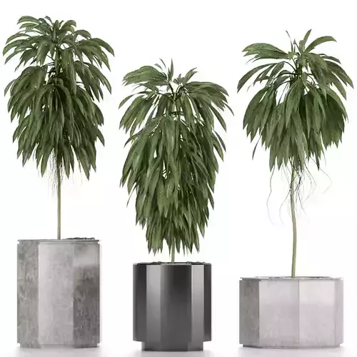 Plants Collection 08 3D model