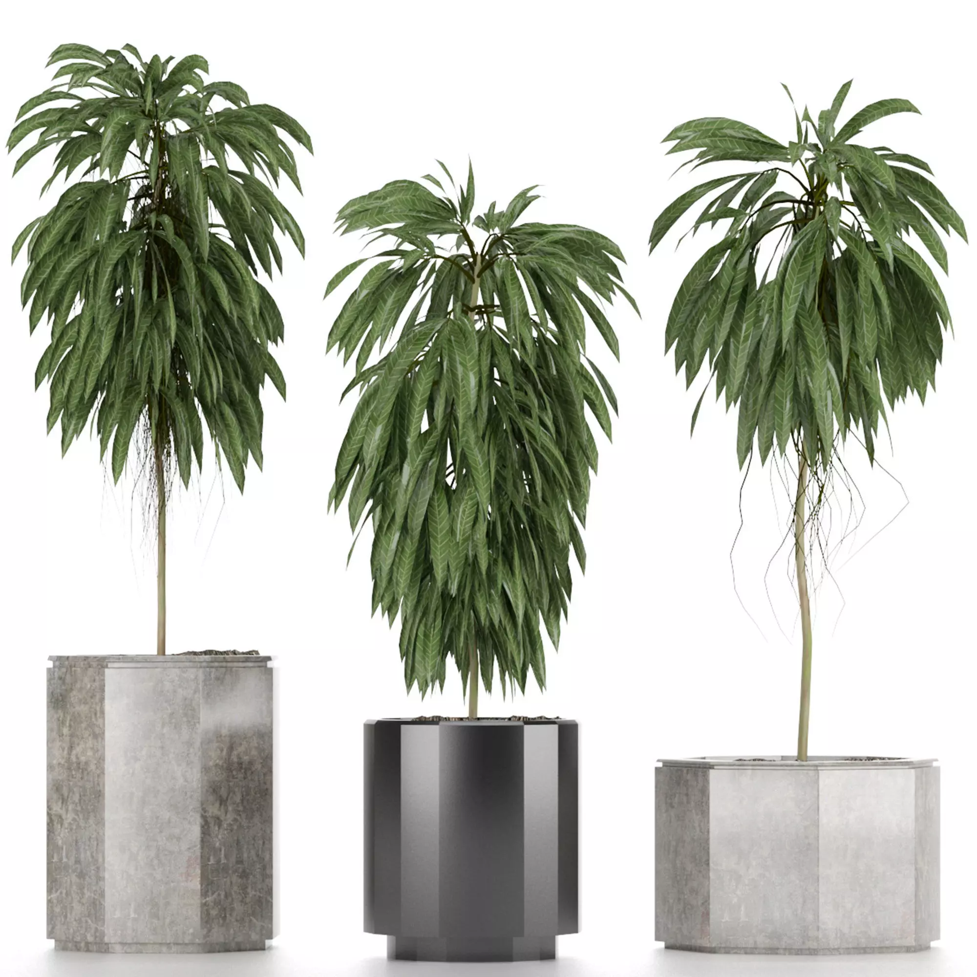 Plants Collection 08 3D model_0