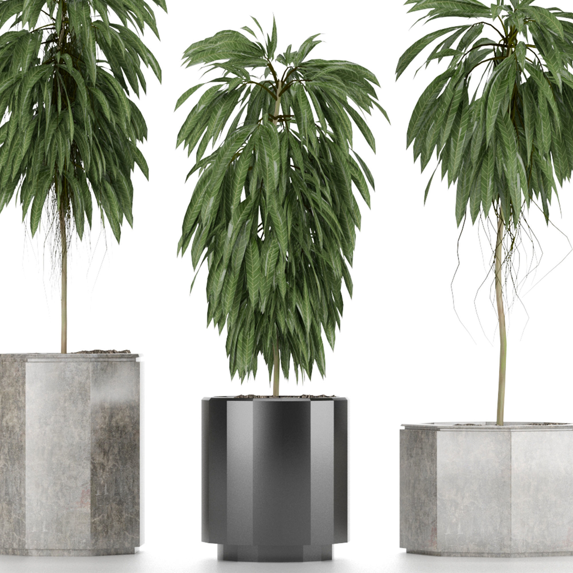 Plants Collection 08 3D model_5