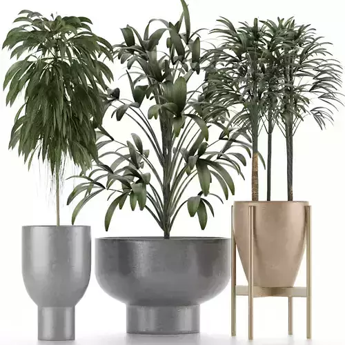 Plants Collection 11