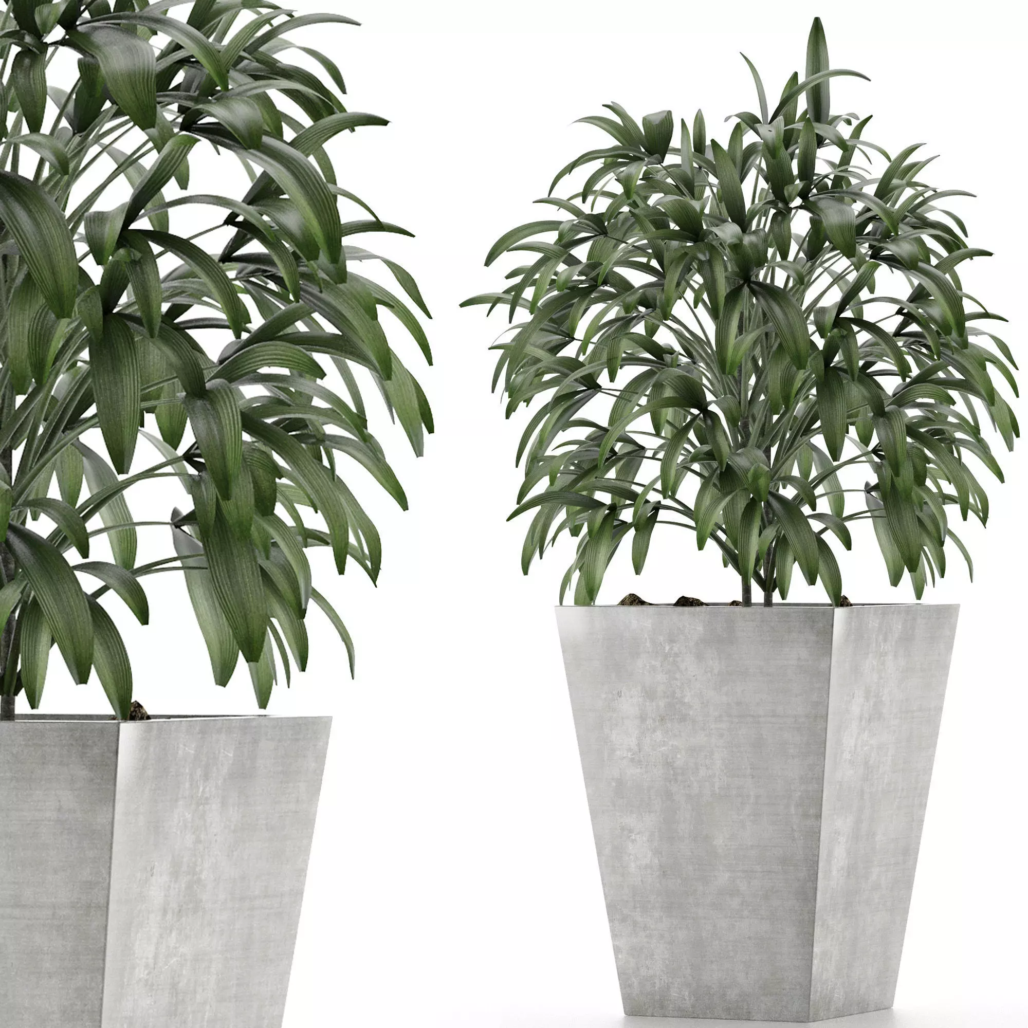 Single Plant 05 3D model
