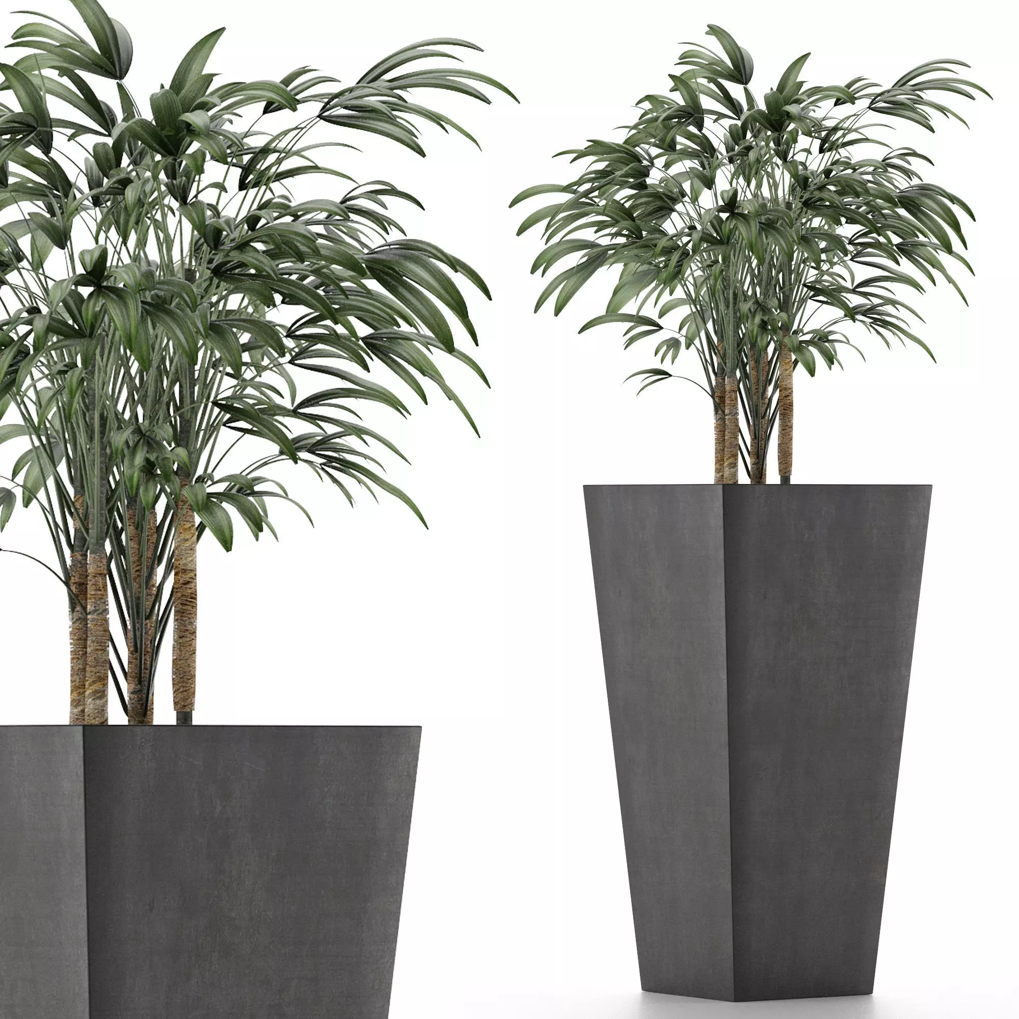 Single Plant 09 3D model
