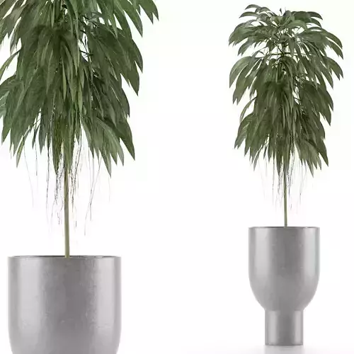 Single Plant 11