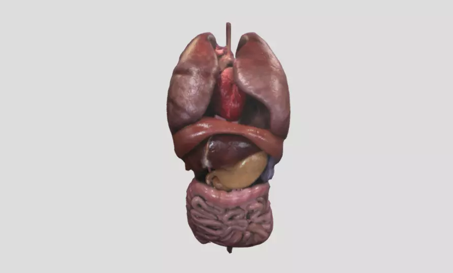 Human organs 3D model_0