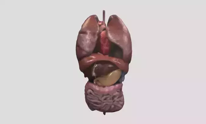 Human organs 3D model