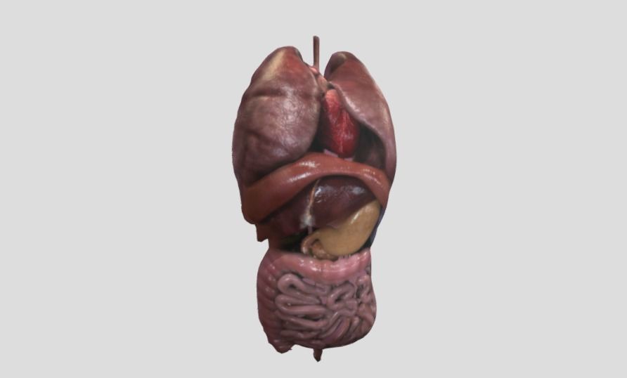 Human organs 3D model_1