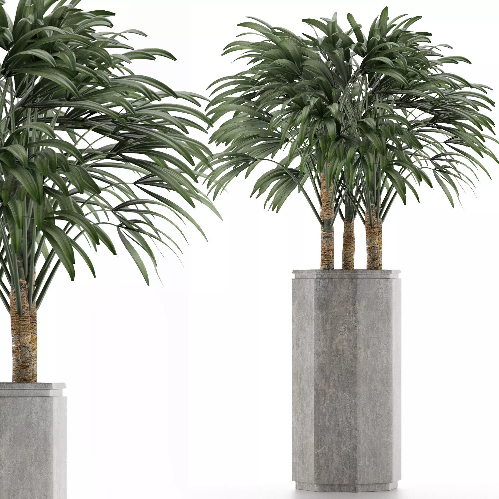 Single Plant 15 3D model