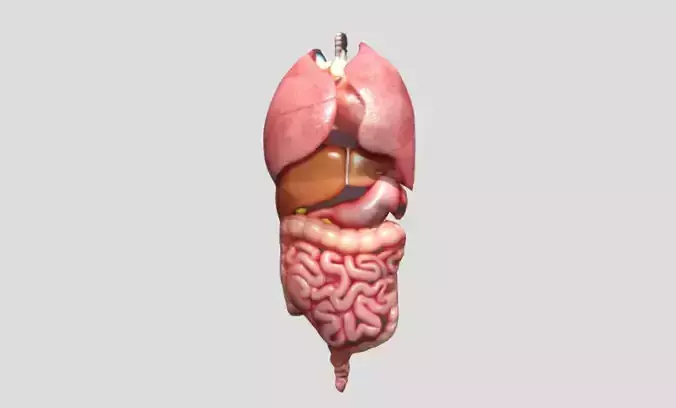 Human Organs 2 3D model